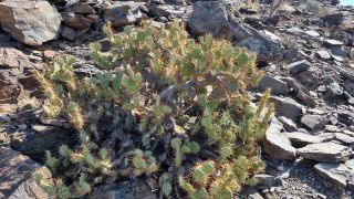 2024-02-GranCan-Playa Del Aguila-Trek-32.jpg